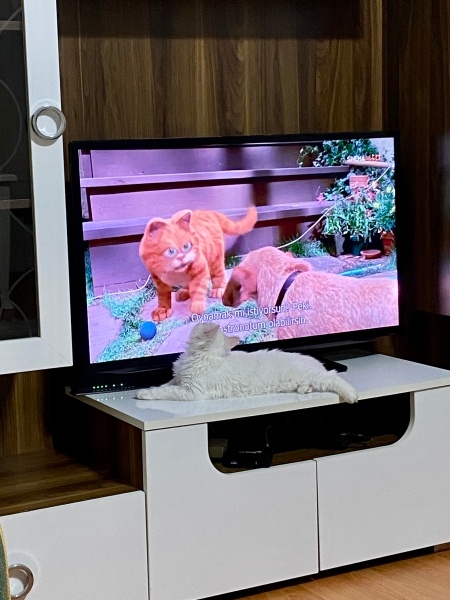 Ankara Kedisi, Kedi laviva fotoğrafı