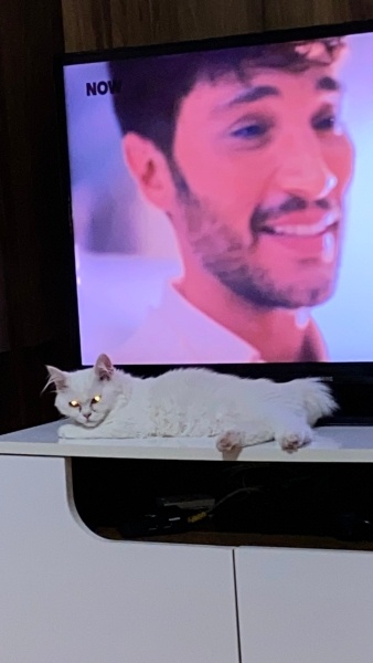 Ankara Kedisi, Kedi laviva fotoğrafı