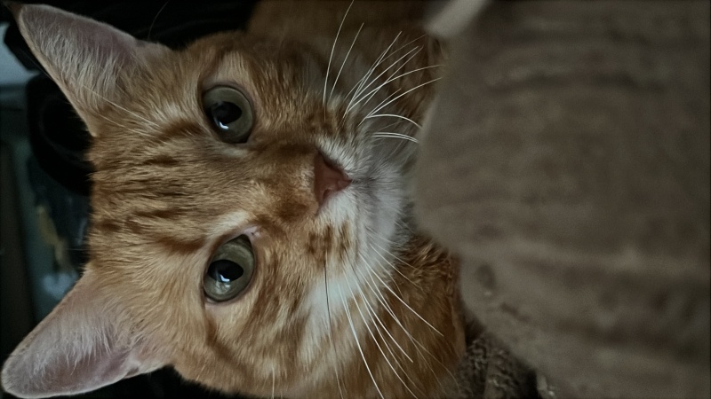 Sarman, Kedi  Bebek fotoğrafı