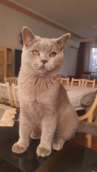British Shorthair, Kedi Theta fotoğrafı