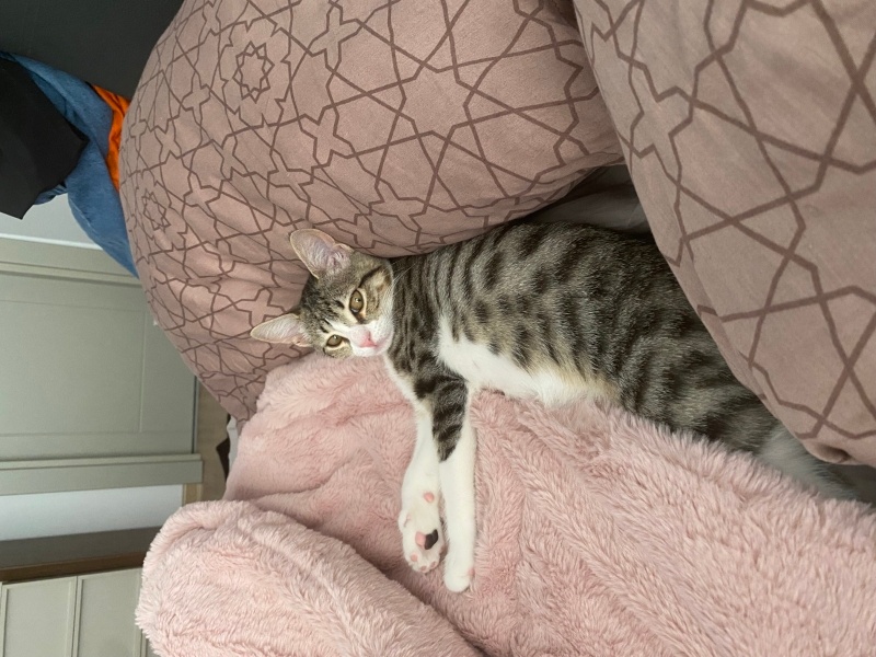 Tekir Kedi, Kedi  Pakize fotoğrafı