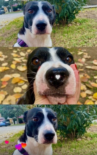 Amerikan Staffordshire Terrier, Köpek  Chelsea fotoğrafı