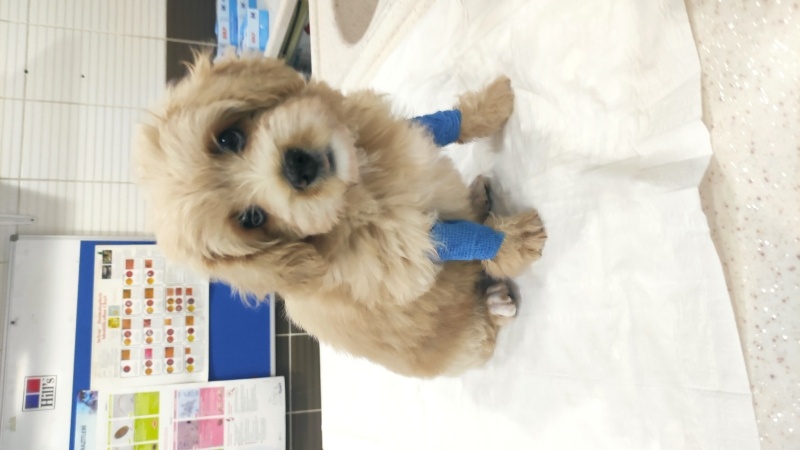 Maltese, Köpek Karamel fotoğrafı