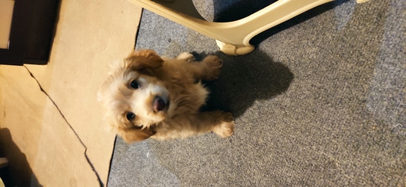 Poodle (Minyatür Kaniş), Köpek Toffie fotoğrafı