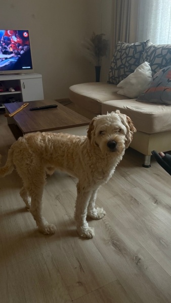 Maltese, Köpek Leo fotoğrafı