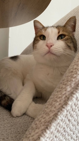 Tekir Kedi, Kedi  Maya fotoğrafı