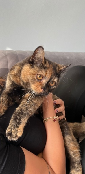 Chinchilla, Kedi Müezza fotoğrafı