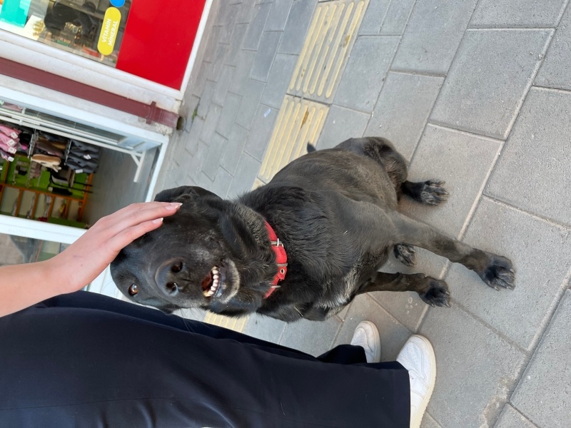 Labrador Retriever, Köpek Adı yok fotoğrafı