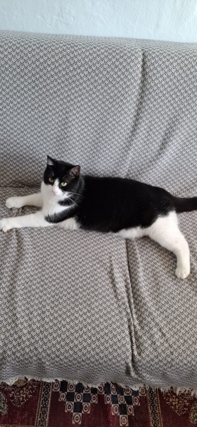 Tekir Kedi, Kedi Zeytin fotoğrafı