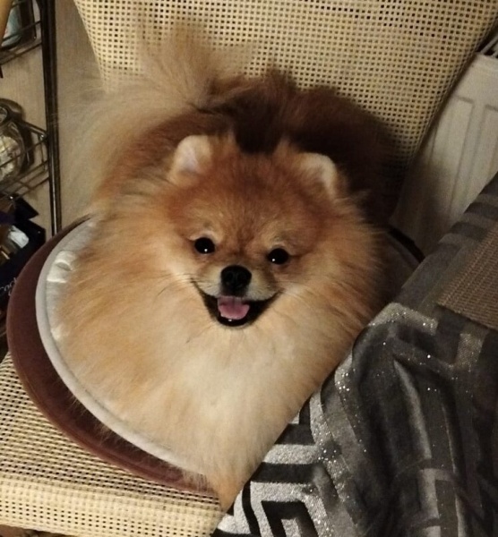 Pomeranyalı, Köpek RUDY fotoğrafı