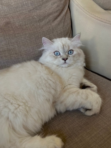 British Longhair, Kedi Boncuk fotoğrafı