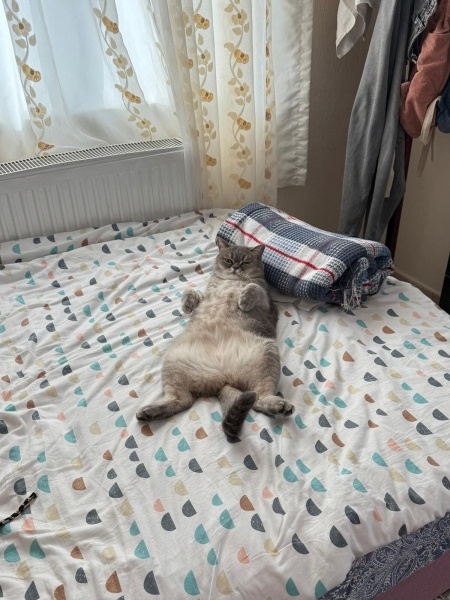 British Shorthair, Kedi Fıstık fotoğrafı
