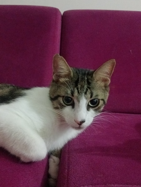 Tekir Kedi, Kedi Cesur fotoğrafı