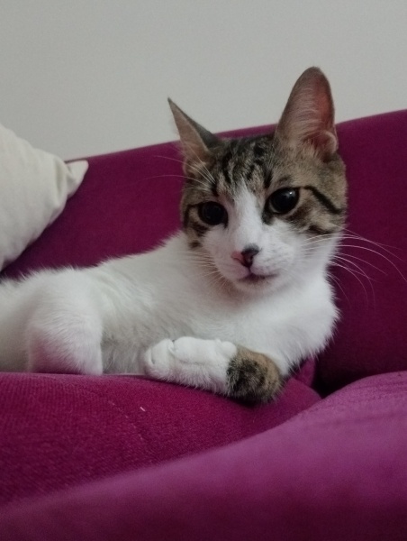 Tekir Kedi, Kedi Cesur fotoğrafı