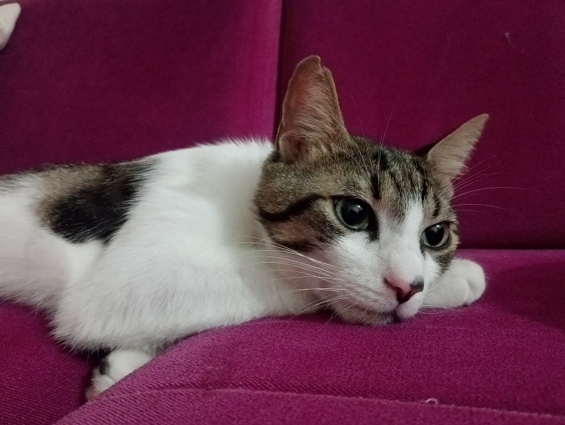 Tekir Kedi, Kedi Cesur fotoğrafı