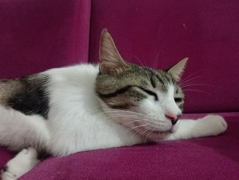 Tekir Kedi, Kedi Cesur fotoğrafı