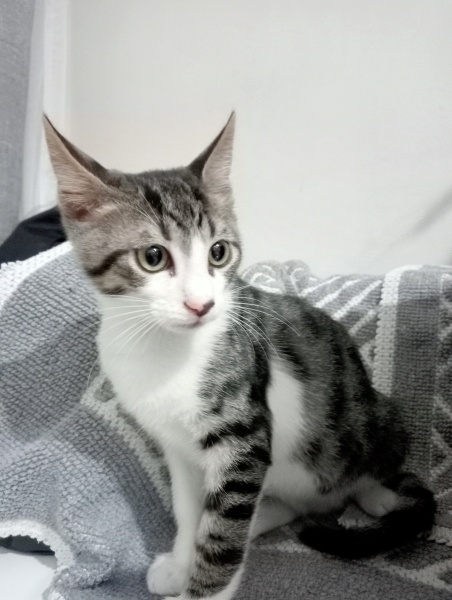 Tekir Kedi, Kedi Cesur fotoğrafı