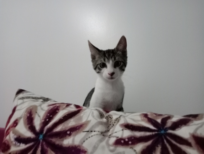 Tekir Kedi, Kedi Cesur fotoğrafı