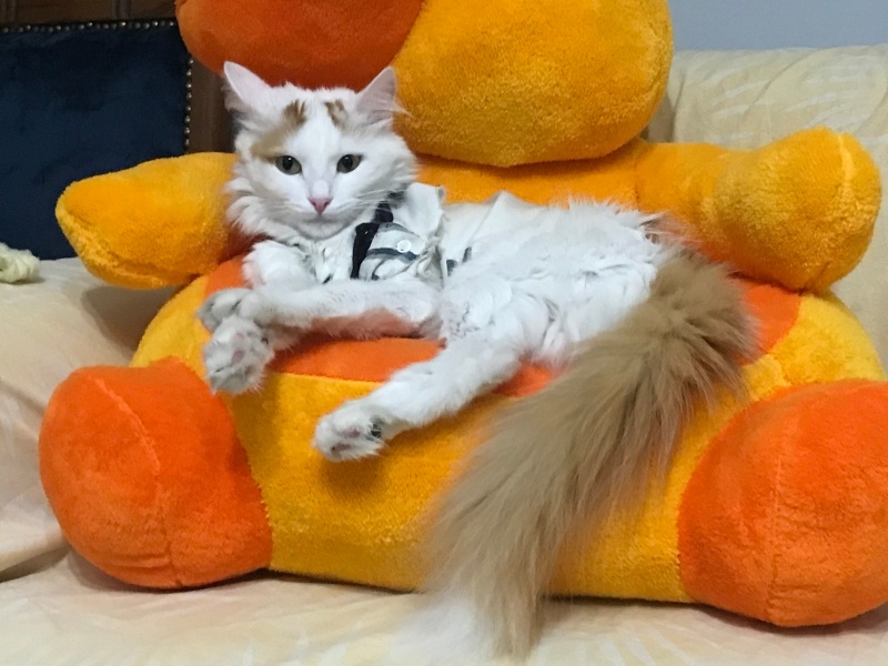 Ankara Kedisi, Kedi balım fotoğrafı