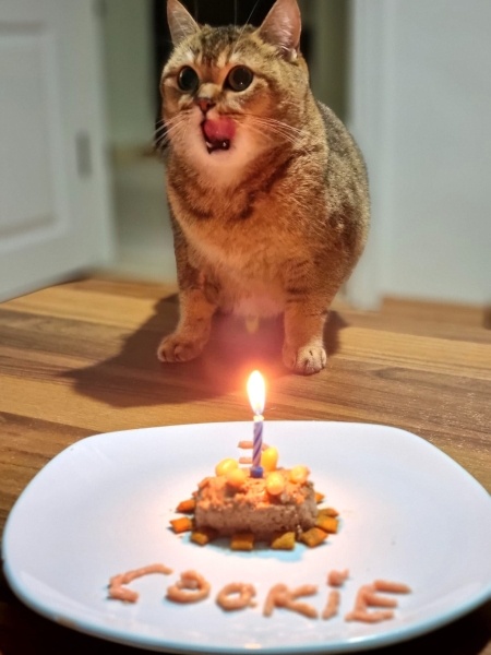 British Shorthair, Kedi Cookie fotoğrafı