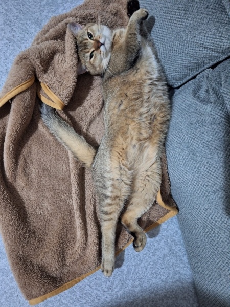 British Shorthair, Kedi Cookie fotoğrafı