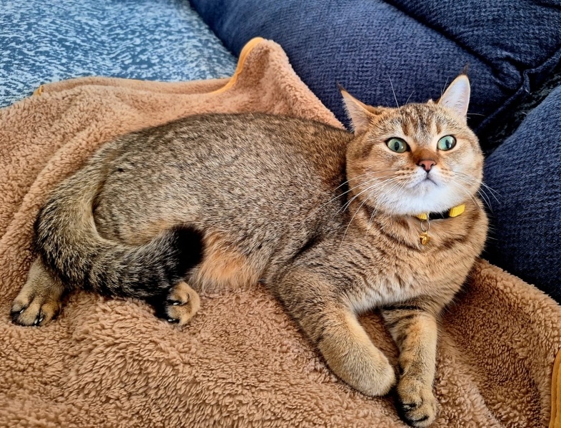 British Shorthair, Kedi Cookie fotoğrafı