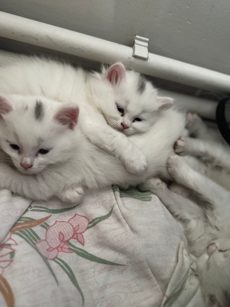 Ankara Kedisi, Kedi İsimsiz fotoğrafı