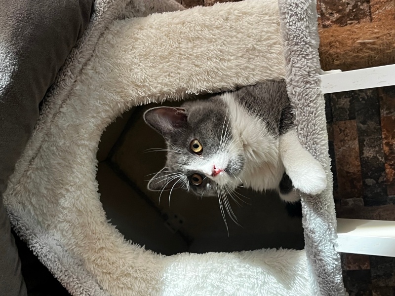 British Shorthair, Kedi Roka fotoğrafı