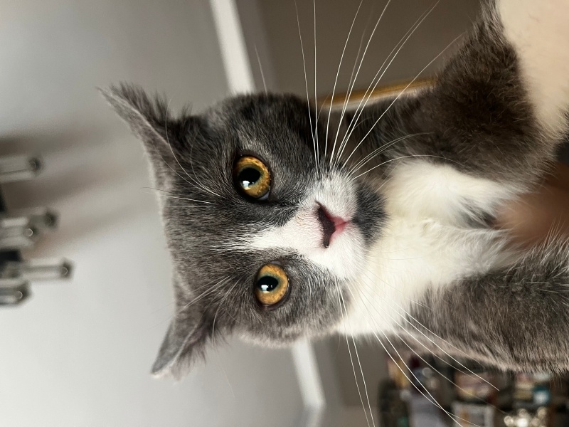 British Shorthair, Kedi Roka fotoğrafı