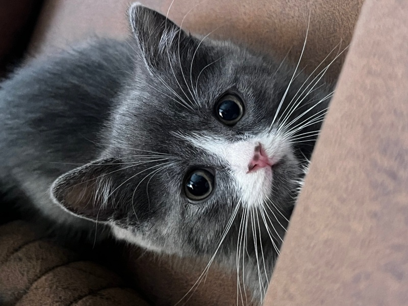 British Shorthair, Kedi Roka fotoğrafı