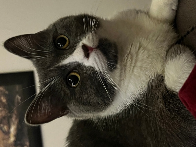 British Shorthair, Kedi Roka fotoğrafı