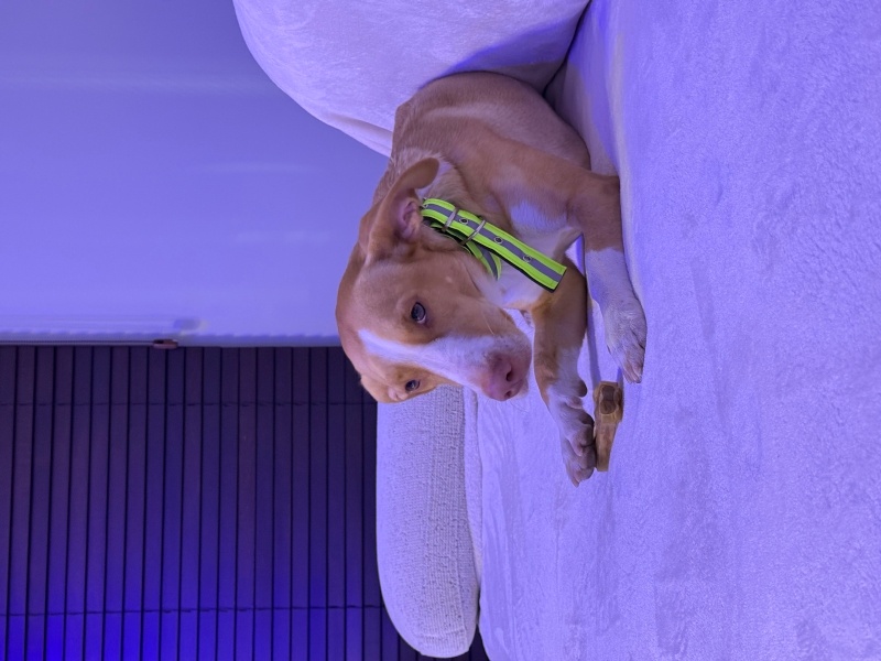 Jack Russell Terrier, Köpek Lisa fotoğrafı