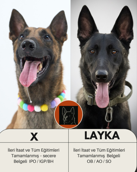 Belçika Malinois, Köpek Layka fotoğrafı