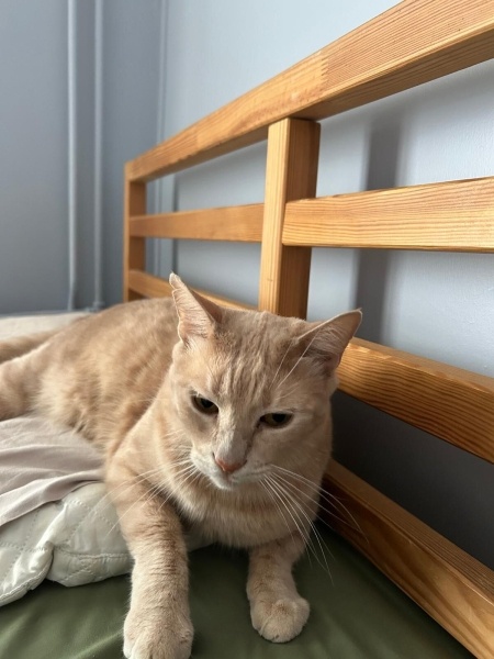 Sarman, Kedi Mısır fotoğrafı