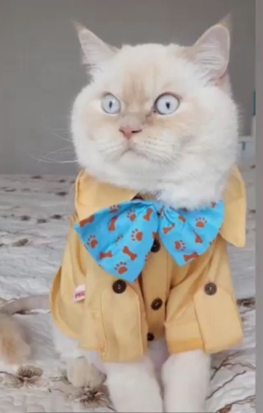 British Shorthair, Kedi Lavi fotoğrafı