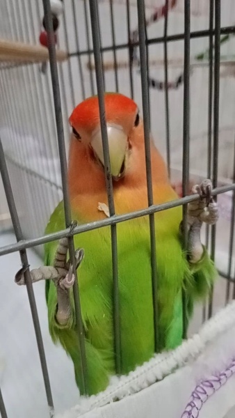 Papağan, Kuş Masal fotoğrafı