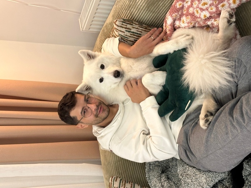 Samoyed, Köpek Maya fotoğrafı