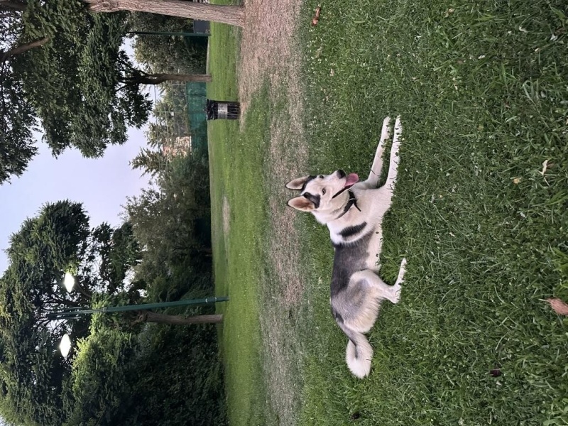 Sibirya Kurdu (Husky), Köpek Sisjsj fotoğrafı