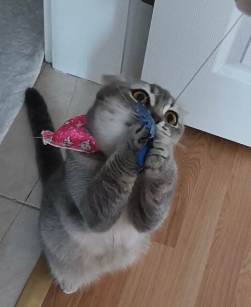 Scottish Fold, Kedi Mia fotoğrafı