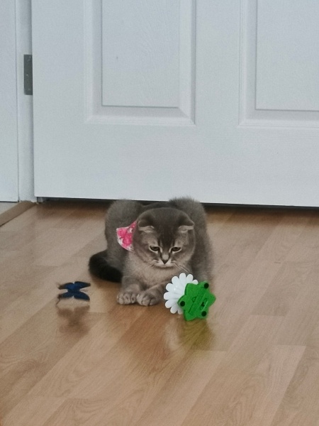 Scottish Fold, Kedi Mia fotoğrafı