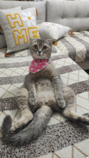 Scottish Fold, Kedi Mia fotoğrafı