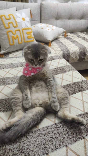 Scottish Fold, Kedi Mia fotoğrafı