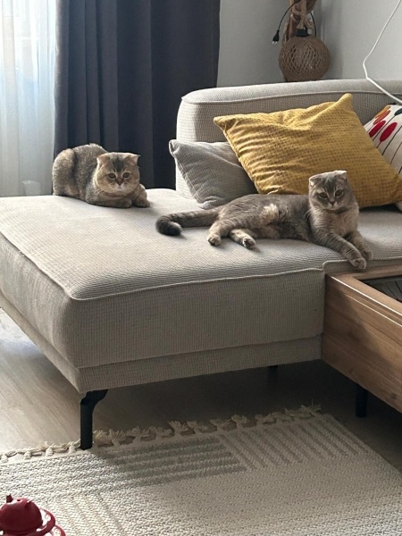 Scottish Fold, Kedi Mia fotoğrafı