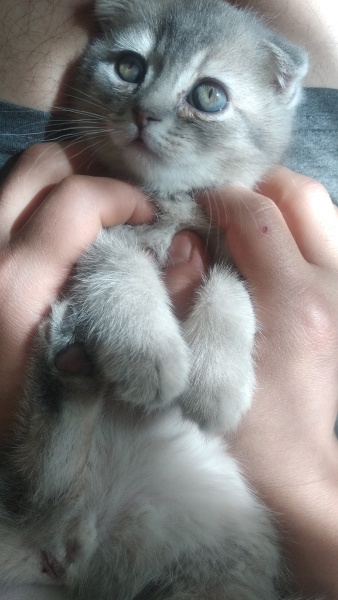 Scottish Fold, Kedi Mia fotoğrafı