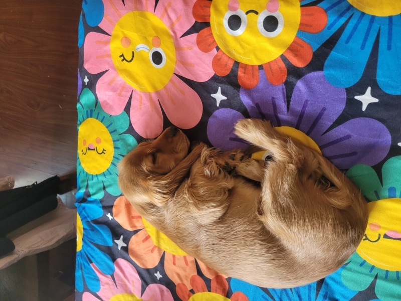 İngiliz Cocker Spaniel, Köpek X fotoğrafı