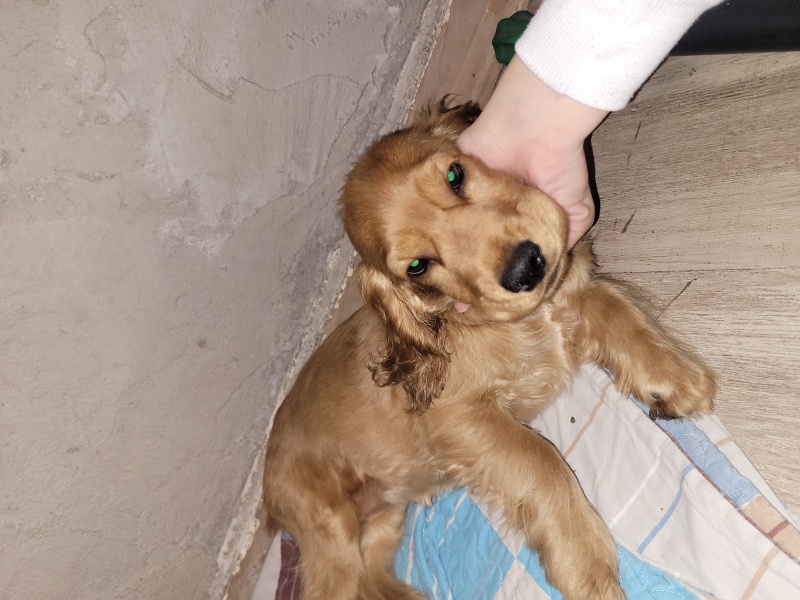 İngiliz Cocker Spaniel, Köpek X fotoğrafı