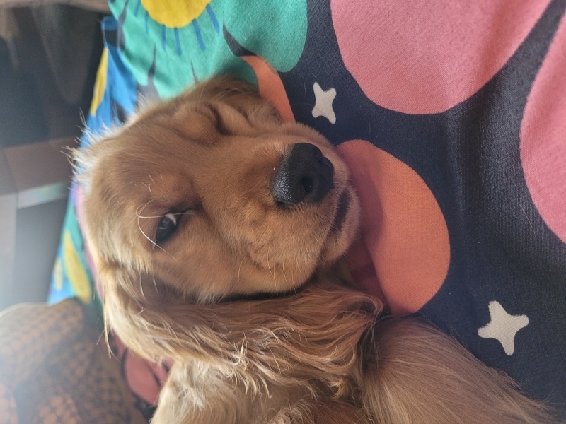 İngiliz Cocker Spaniel, Köpek X fotoğrafı