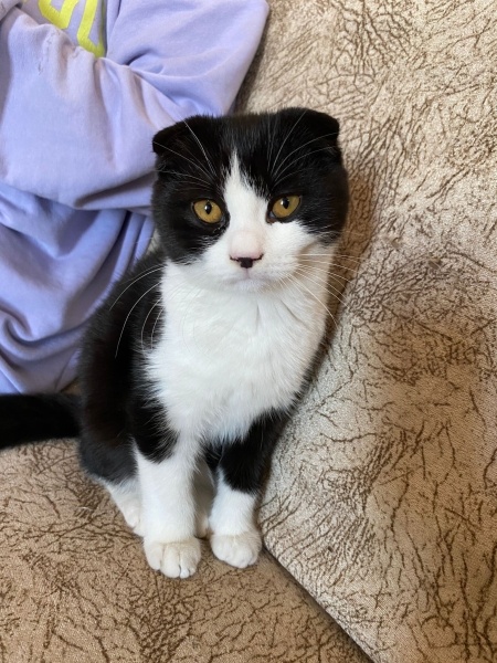 British Shorthair, Kedi Bihter fotoğrafı