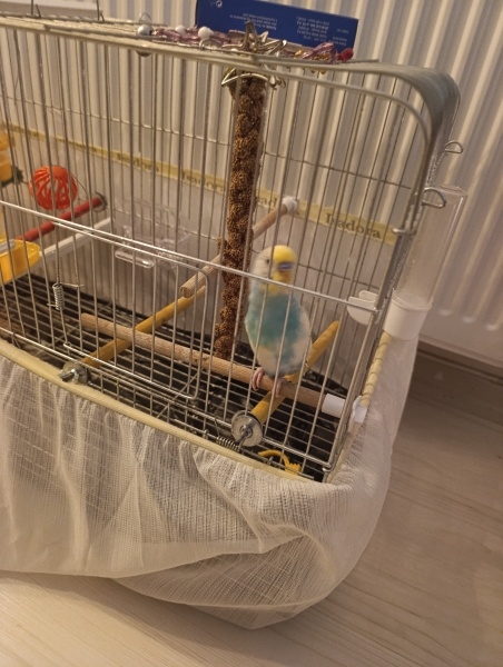 Muhabbet Kuşu, Kuş Nane fotoğrafı