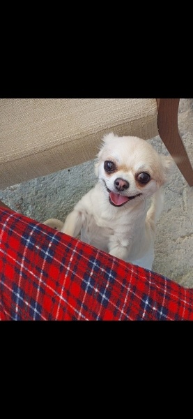 Chihuahua, Köpek Pika fotoğrafı